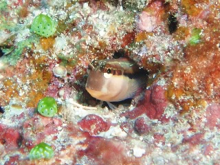 「ヒトスジギンポ」のサムネイル画像