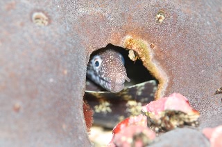 「ウツボの仲間」のサムネイル画像
