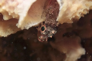 「イソカサゴ」のサムネイル画像