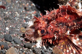 「ウルマカサゴ」のサムネイル画像