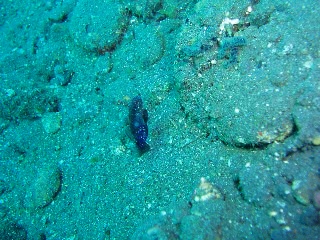 「ホシハゼ」のサムネイル画像