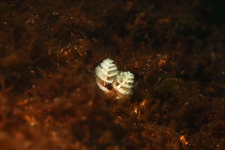 「イバラカンザシ(Christmas tree worm)」のサムネイル画像