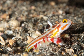 「ヤシャハゼ(White-rayed shrimp goby)」のサムネイル画像
