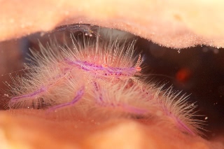 「サクラコシオリエビ(ピンクスクワットロブスター,Hairy squat lobster)」のサムネイル画像