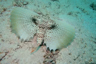 「セミホウボウ(Flying gurnard)」のサムネイル画像