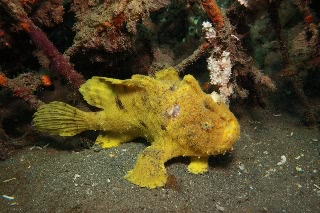 「ボンボリイザリウオ(ボンボリカエルアンコウ)」のサムネイル画像