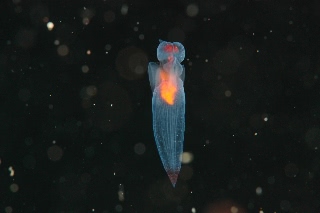 「ハダカカメガイ(クリオネ)」のサムネイル画像