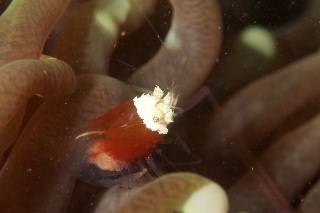 「エリマキテナガエビ(コロールアネモネシュリンプ,korore anemone shrimp)」のサムネイル画像