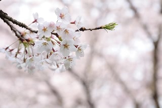 「ソメイヨシノ(染井吉野)」のサムネイル画像