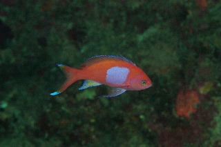 「スミレナガハナダイ(サロンパス)」のサムネイル画像