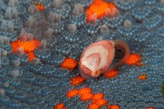 「ホテイウオ(ゴッコ)」のサムネイル画像