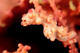 「ピグミーシーホース(Pygmy Seahorse)」のサムネイル画像