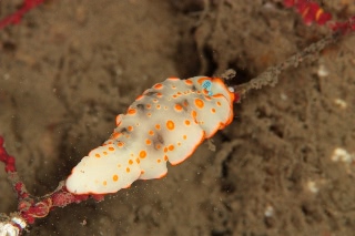 「ハナオトメウミウシ」のサムネイル画像