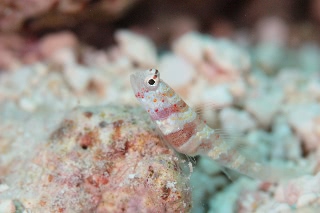 「クビアカハゼ」のサムネイル画像