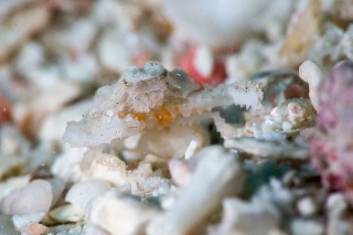 「カルイシガニ」のサムネイル画像