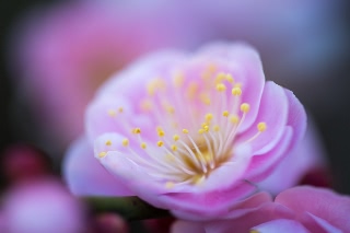 「ウメ」のサムネイル画像