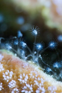 「ウミヒドラの仲間」のサムネイル画像