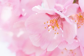 「ヤマザクラ」のサムネイル画像