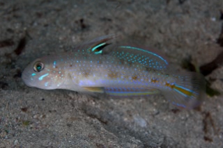 「ケショウハゼ」のサムネイル画像