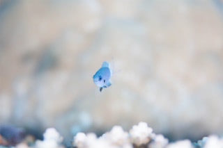 「シコクスズメダイ」のサムネイル画像