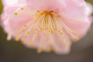 「ウメ」のサムネイル画像