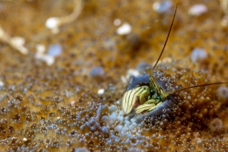「カンザシヤドカリ(Coral Hermit Crab)」のサムネイル画像