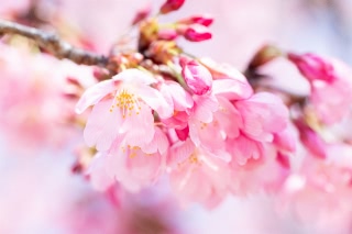 「ヨウコウザクラ(陽光桜)」のサムネイル画像