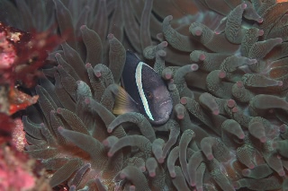「クマノミ(Anemonefish)」のサムネイル画像