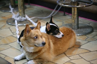 「じゃじゃ丸＆スルガ」のサムネイル画像