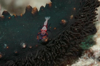 「ウミウシカクレエビ(Imperial partner shrimp)」のサムネイル画像