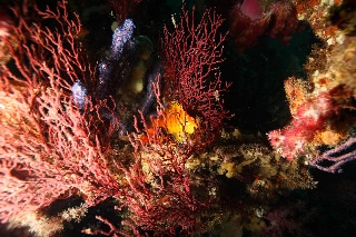 「無題」のサムネイル画像