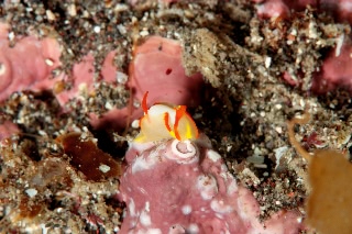 「シフォプテロン・クアドリスピノーサム」のサムネイル画像