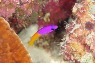 「bicoloured dottyback(Royal Dottyback,Two-tone Dottyback,バイカラードティーバック)」のサムネイル画像