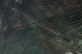 「ヘラヤガラ(Trumpetfish)」のサムネイル画像