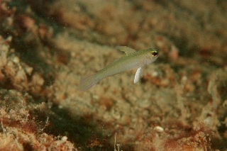 「モエギハゼ属の一種( tiny dart goby sp.)」のサムネイル画像