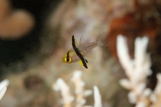 「マンジュウイシモチ」のサムネイル画像