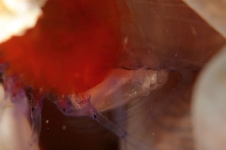 「エリマキテナガエビ(コロールアネモネシュリンプ,korore anemone shrimp)」のサムネイル画像