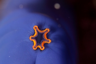 「ブルーシースクワート(Blue Sea Squirt)」のサムネイル画像