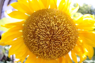 「KONG」のサムネイル画像