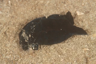 「無題」のサムネイル画像