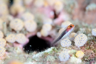 「オレンジヘッドピグミーゴビー(orange-head pygmy-goby)」のサムネイル画像