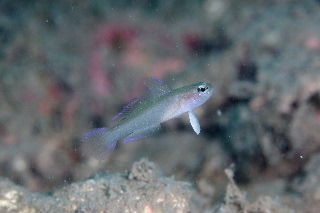 「モエギハゼ属の一種( tiny dart goby sp.)」のサムネイル画像