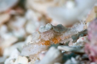 「カルイシガニ」のサムネイル画像