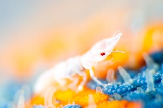 「ソメワケウミクワガタ」のサムネイル画像