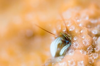 「カンザシヤドカリ(Coral Hermit Crab)」のサムネイル画像