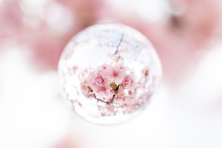 「カンザクラ(寒桜,アタミザクラ,熱海桜)」のサムネイル画像