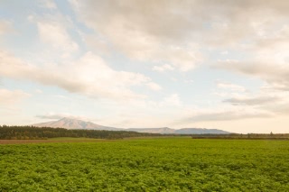 「無題」のサムネイル画像