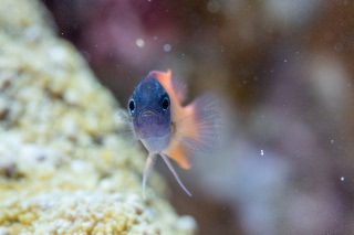 「レモンスズメダイ」のサムネイル画像