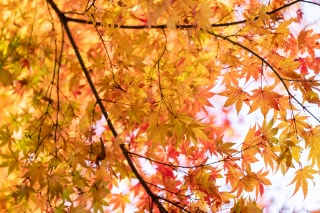 「無題」のサムネイル画像