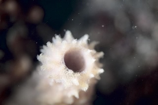 「ザラカイメン」のサムネイル画像